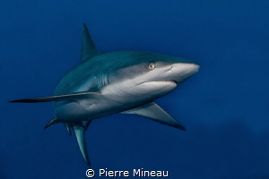 I wanted to capture the power and beauty of this grey ree... by Pierre Mineau 